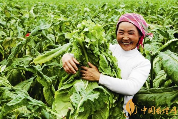 煙葉稅是什么，煙葉稅如何計算