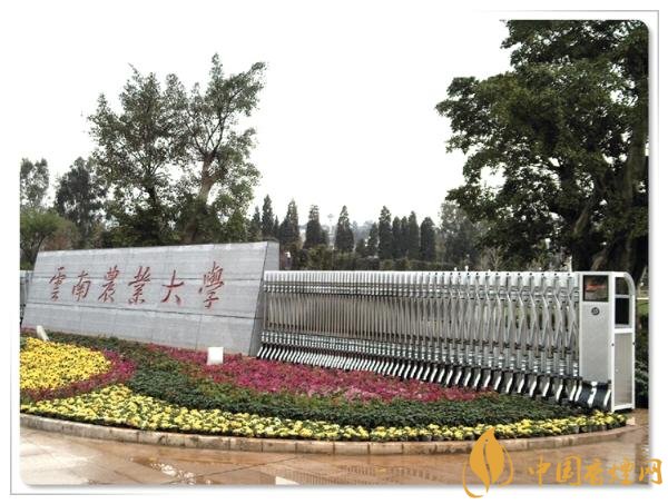 煙草專業(yè)大學(xué)排名，煙草專業(yè)就業(yè)前景好