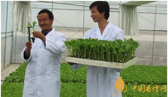 煙草專業(yè)大學(xué)排名，煙草專業(yè)就業(yè)前景好