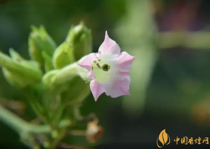 煙草花花語(yǔ)是什么，煙草花什么時(shí)候開(kāi)花