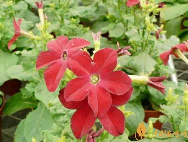 煙草花花語(yǔ)是什么，煙草花什么時(shí)候開(kāi)花