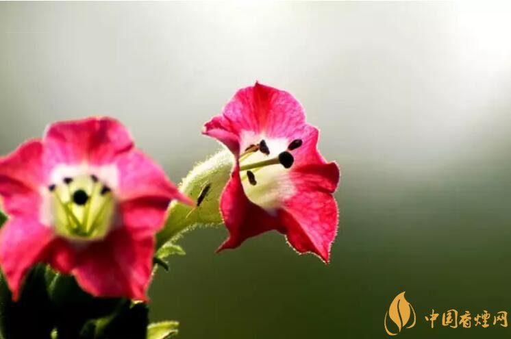 煙草花花語(yǔ)是什么，煙草花什么時(shí)候開(kāi)花